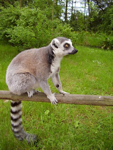 Lemur zvtit