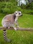 Lemur zvětšit